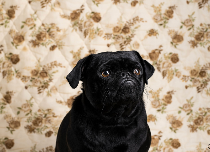 Our Salty Award-Winning Dog Poop Bags That Rethought Pet Waste