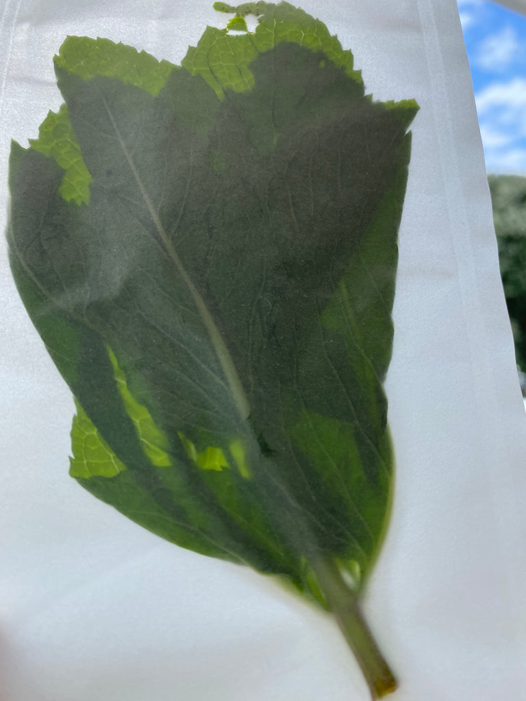 HEAT SEALABLE PAPER | Soft Plastic Replacement | NZ MADE